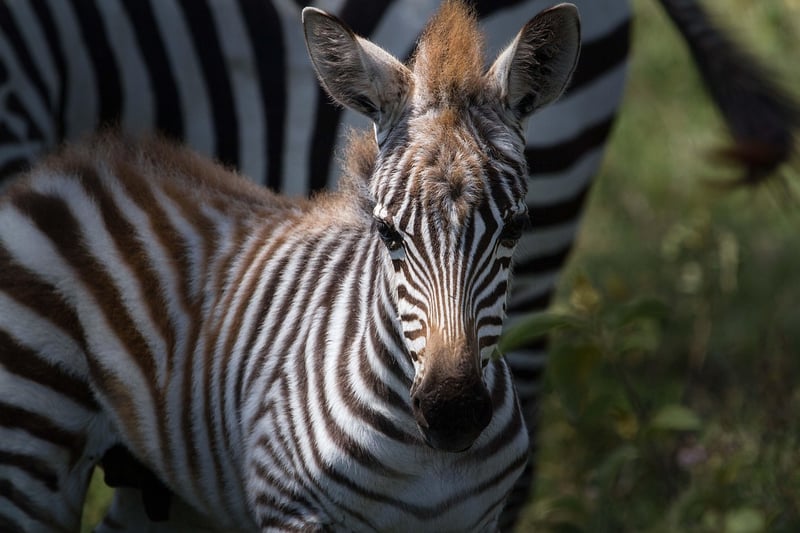Serengeti Zebra